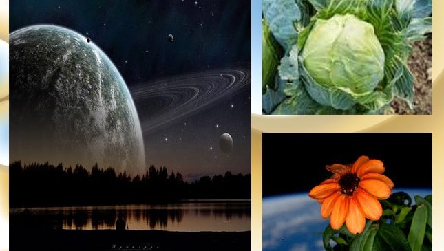 अब अंतरिक्ष से आयेगी पत्ता गोभी …..