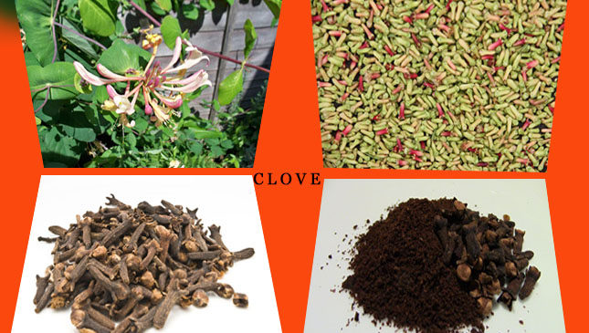 लौंग के फायदे और नुकसान – laung ke fayde aur nuksan, clove benefits in hindi