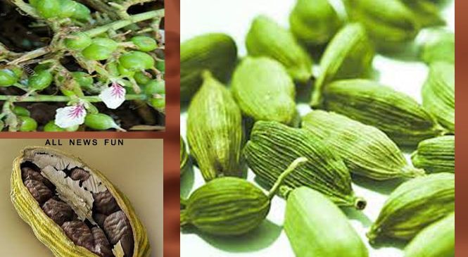 छोटी सी इलाइची के बड़े बड़े फायदे – elaichi ke fayde aur nuksaan