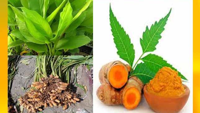 हल्दी कुदरत का वरदान – हल्दी के फायदे व नुकसान – haldi ke fayde – haldi ke nuksan