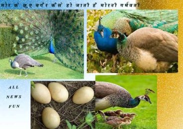 आखिर मोर के छुए बिना कैसे हो जाती है मोरनी गर्भवती