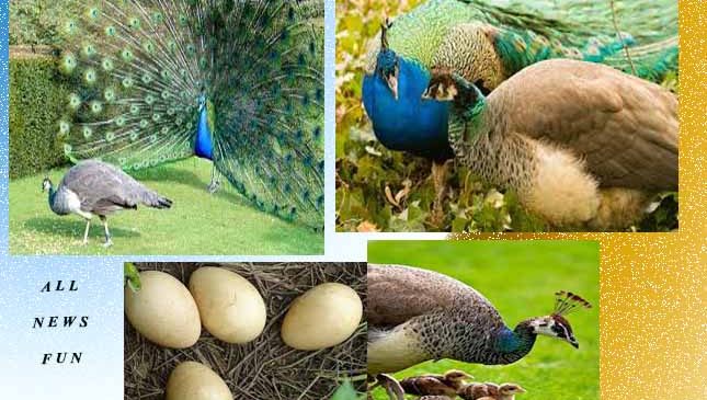 आखिर मोर के छुए बिना कैसे हो जाती है मोरनी गर्भवती