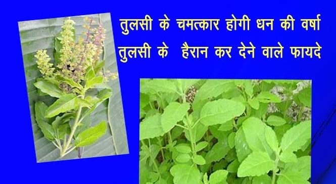 तुलसी एक वरदान, तुलसी के फायदे – tulsi ke fayde